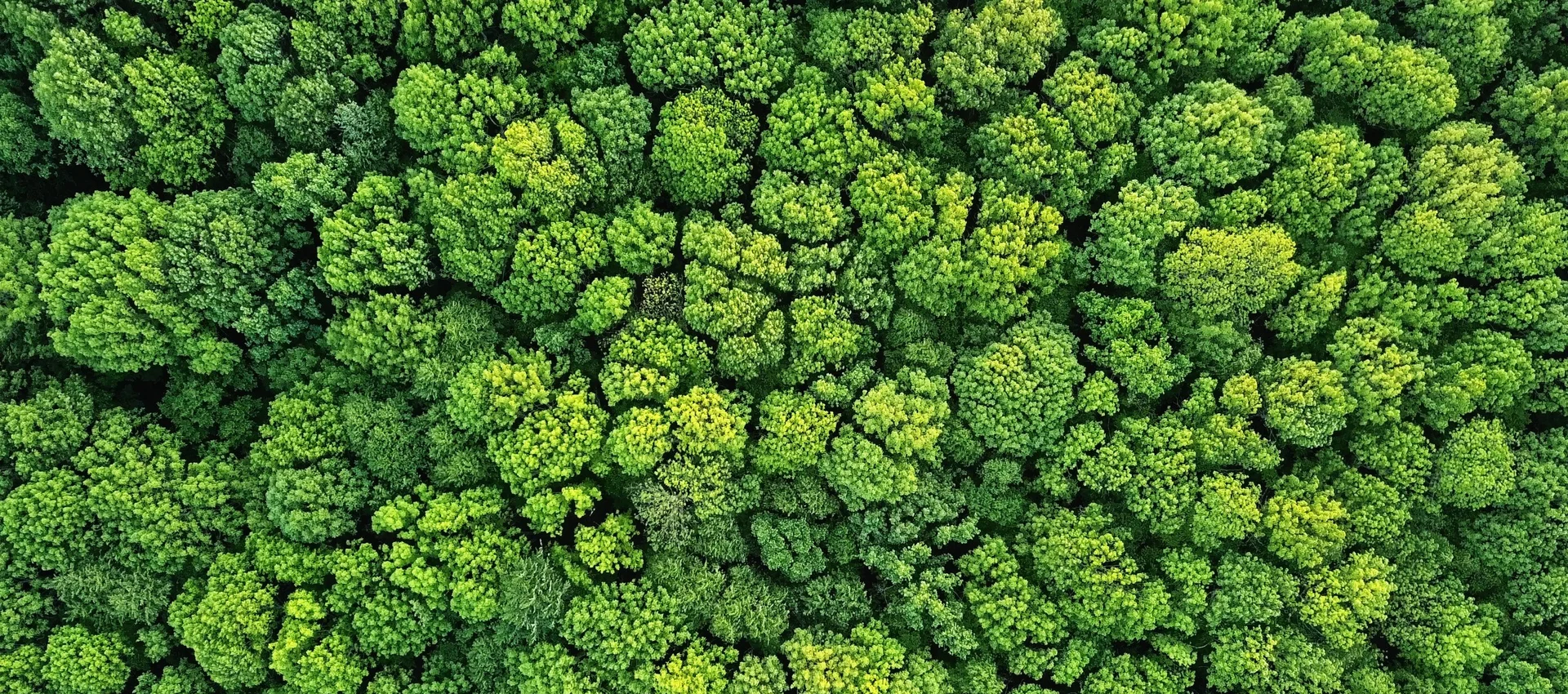 Viele grüne Bäume im Wald