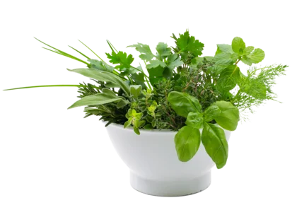 Frische Kräuter in einem Topf