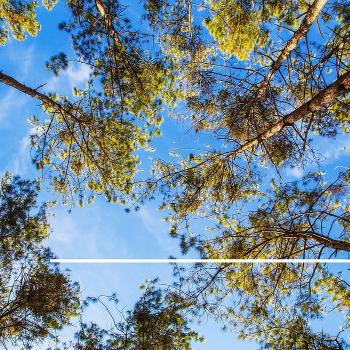 In die Höhe hin fotografierte grüne Baumkronen und ein leicht bewölkter Himmel 